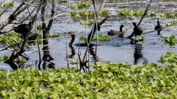 Costs & anahinga