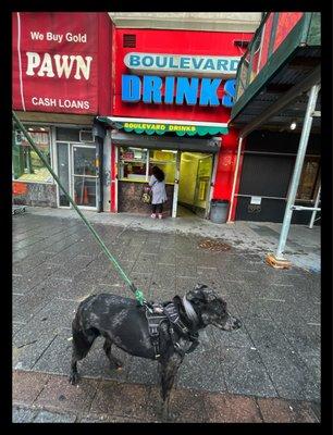 Liberty dog outside the famed shop (exterior)