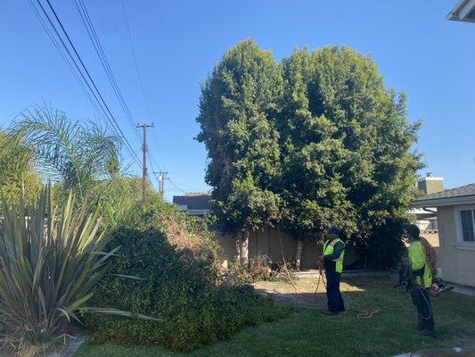 Tree removal in West Garden Grove