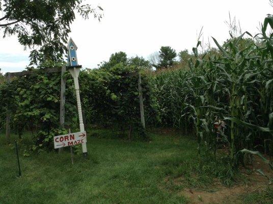 Corn maze fun!