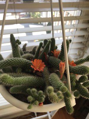 Loved this hanging, flowering cactus.