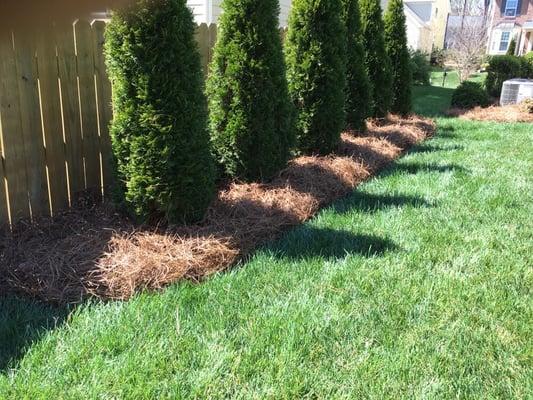 Pine straw installation