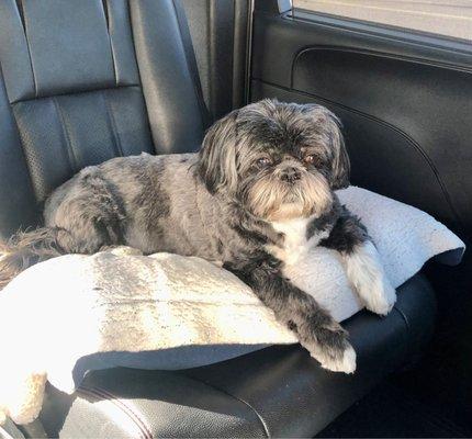 Callie after a haircut ‍.  She's so happy she could see again, even though she's mostly blind.