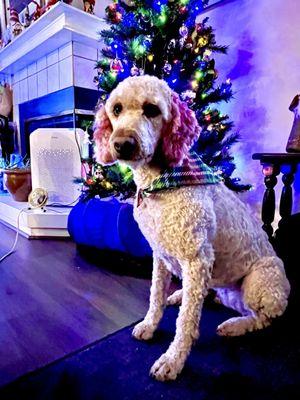 Penny, my golden doodle looking festive.