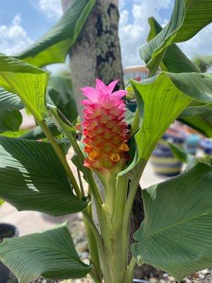 Cone Ginger