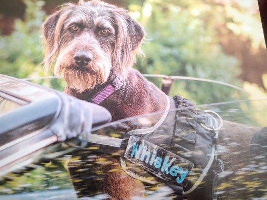 Whiskey loves riding to go play at Dog Culture.