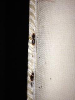 Bed Bugs on mattress