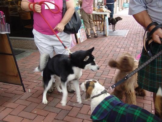 Celtic doggie Parade-fundraiser for Animal health and welfare shelter