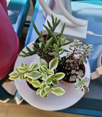 Three succulents for $10.50 for all