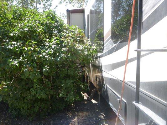 Showing the lilac bush up against my trailer.