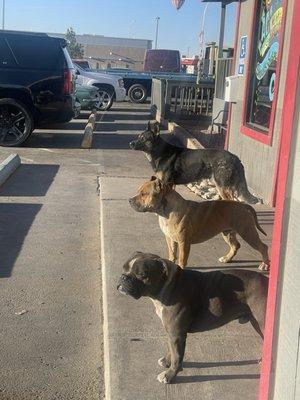 Aidens diesel shop has the loveliest dogs they are always greeting Customer and waiting for more people to take picture with them