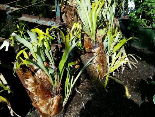 Staghorn ferns