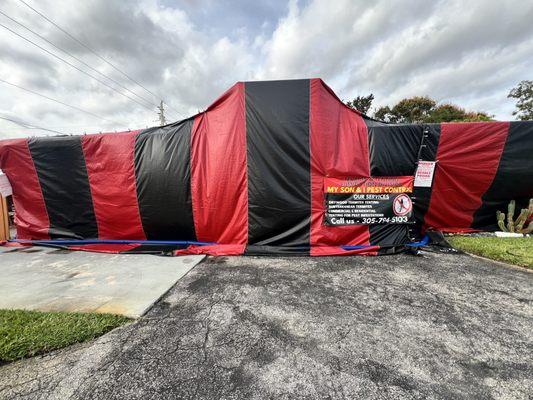 DRYWOOD TERMITES TENTING FUMIGATION