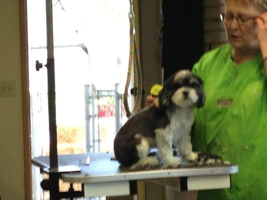 A dog getting groomed