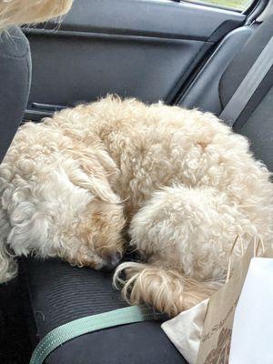 My doodle was pooped after his overnight boarding