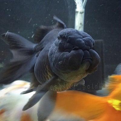 A black oranda from Golden Fish Aquariums. One of the only places in the greater Denver area that I've found high quality goldfish.