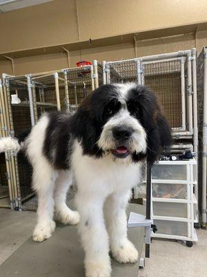 Ottis, a 5 month old puppy, enjoyed getting his first grooming.