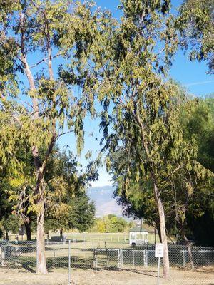 Loma Linda Dog Park