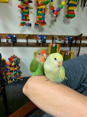 Parrot toys;  2 lovebirds from store (only sell peach faced varieties)