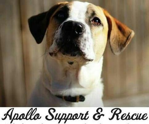 Apollo Support & Rescue