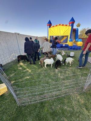 Birthday petting zoo