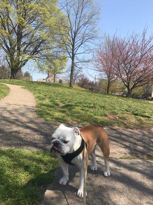 Manayunk Pooch Scoochers