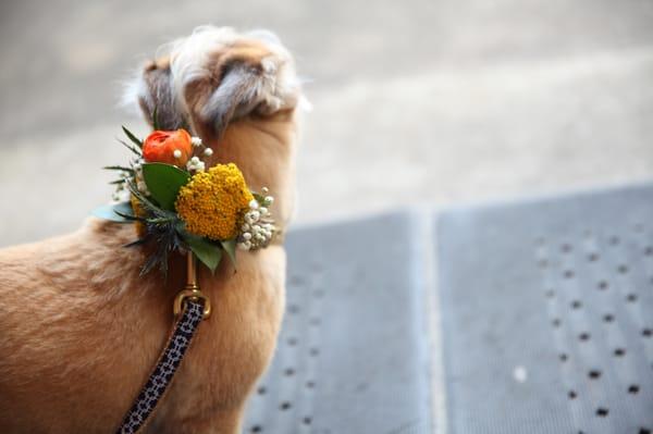 The "flower girl" collar