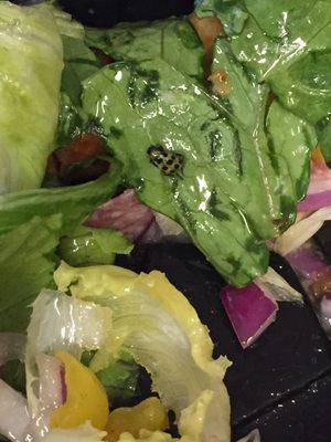 Green and black spotted insect in salad from Marcos's pizza.