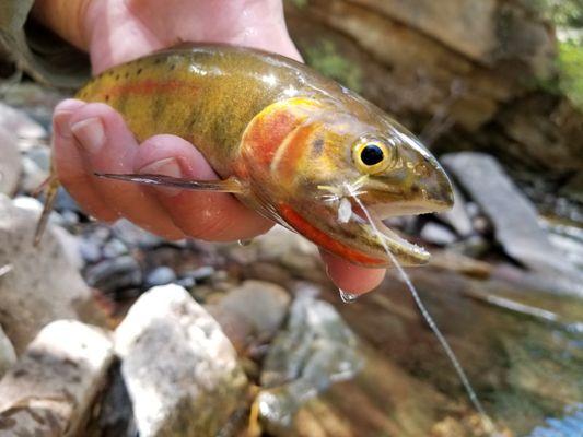 High Country Cutthroat!