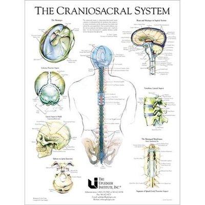 A breakdown of the physiology of the CranioSacral System made by Upledger Institute.