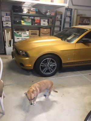 My mustang my dog