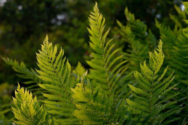 Beautiful ferns!