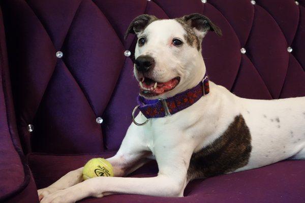 Just a photo of a beautiful dog named Liza posing on our purple sofa.