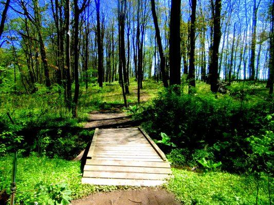 Bridge on The Green Ribbon over a side stream