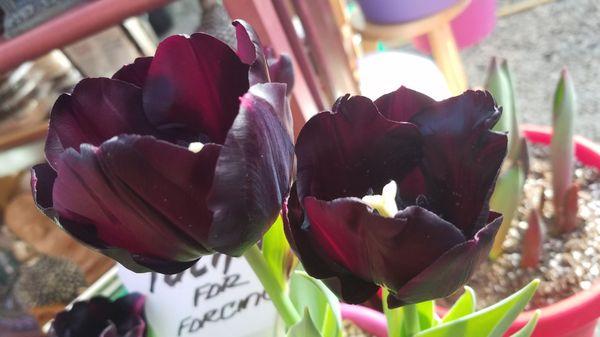 Black tulips