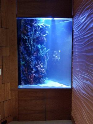 Triangle shape aquarium 56" tall.