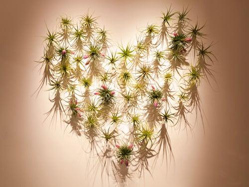 Check out our Air plant Wall!