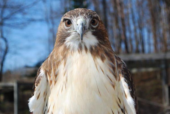 Red-tailed Hawk