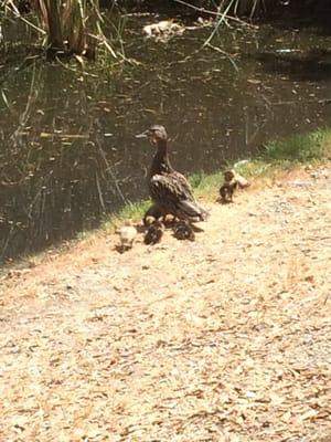 Mama duck and all her babies!