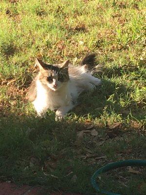 One of my Backyard Ferals that got spayed at Baze!