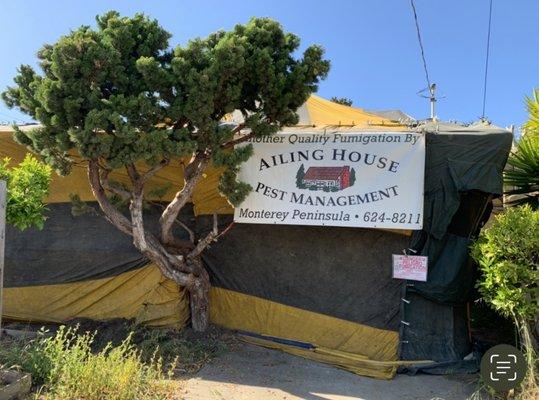 Very careful tenting to make sure the entire house is sealed and to protect trees.