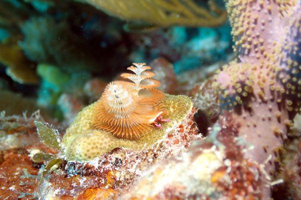 christmas tree worm