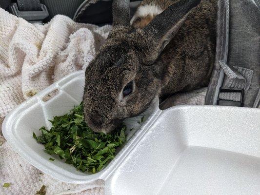 Even a tummy sick bunny couldn't resist fresh cilantro.