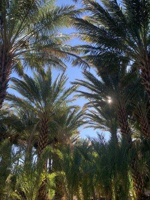 The beautiful desert sun shining through the date trees