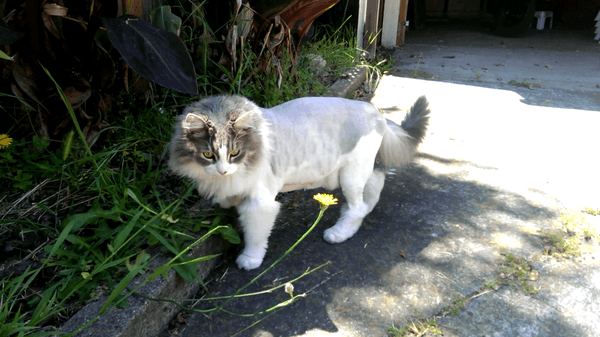 Lion cut