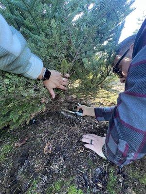 Cutting down our tree.