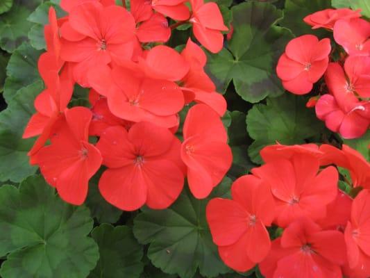 Geranium