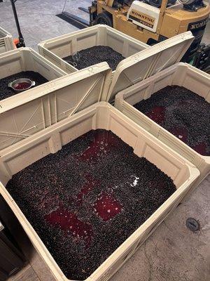 Two tons of 2024 Syrah on the floor prior to fermentation.