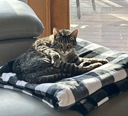 A happy little guy chillin' at home after his treatment. So much kitty sass