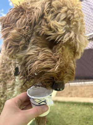 my dog eating a 'pup cup' from Central Bark